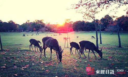 日本著名旅游景點(diǎn)：奈良公園